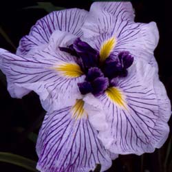 Iris japonais 'Caprician Butterfly' / Iris ensata Caprician Butterfly